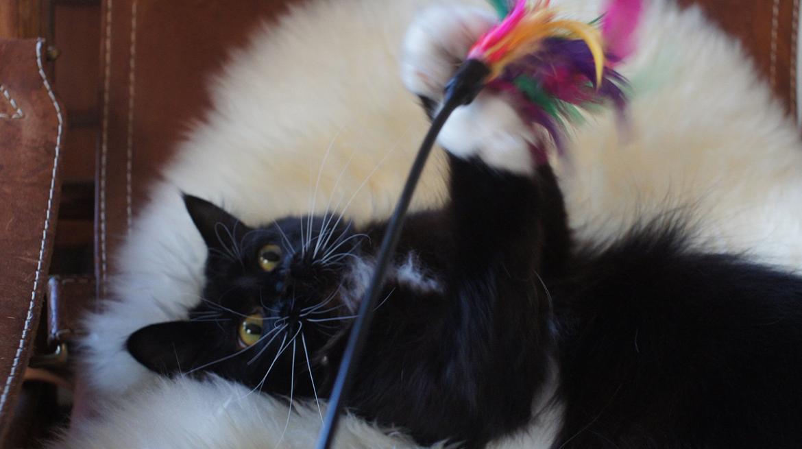 Blanding af racer Vespa billede 9