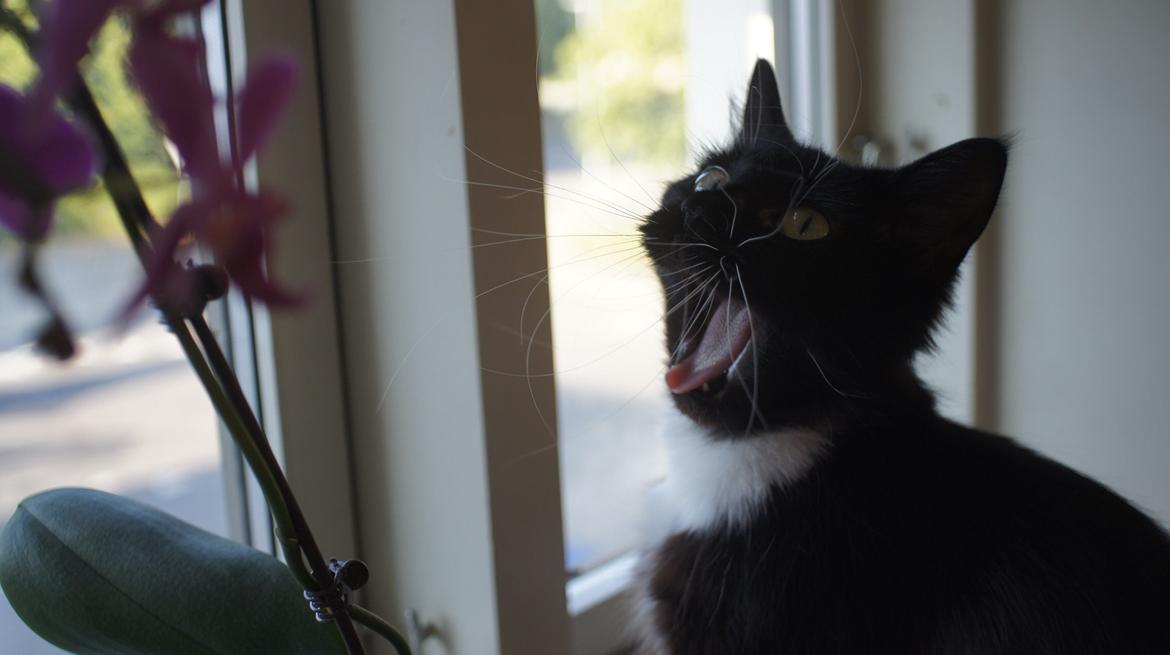 Blanding af racer Vespa billede 8