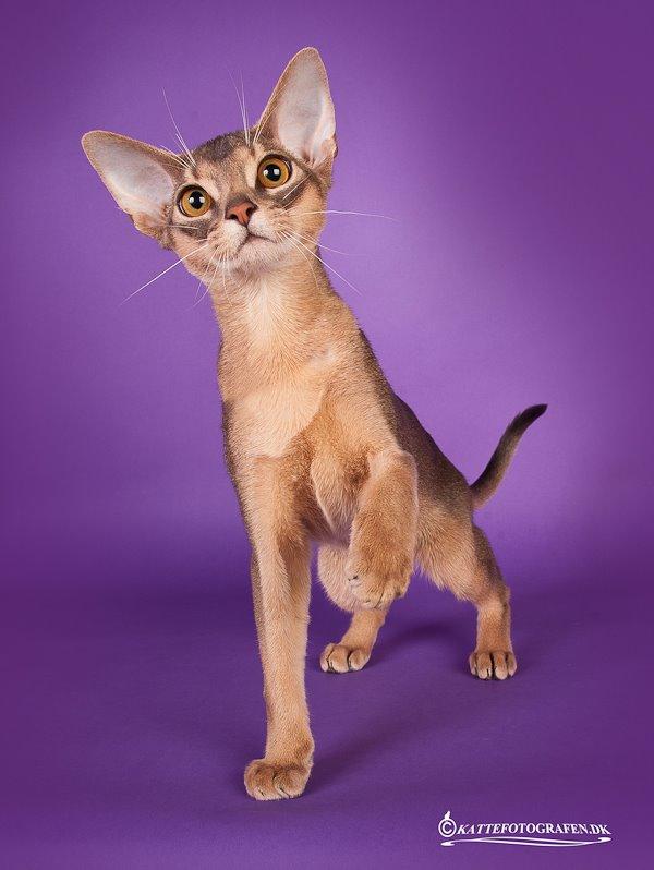 Abyssinier Rico Erta Alle*PL billede 1