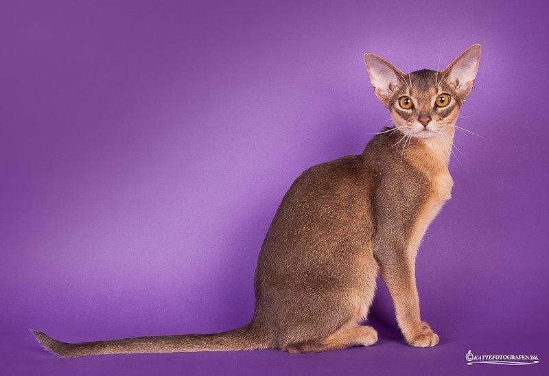 Abyssinier Rico Erta Alle*PL billede 3