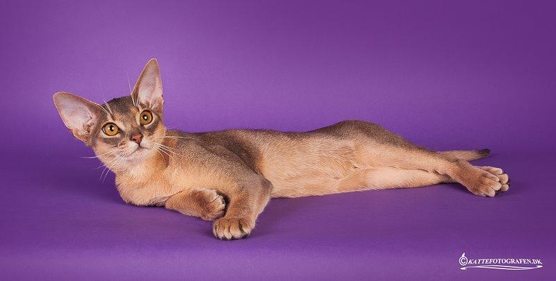 Abyssinier Rico Erta Alle*PL billede 4