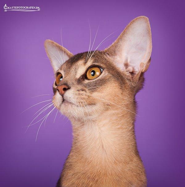 Abyssinier Rico Erta Alle*PL billede 2