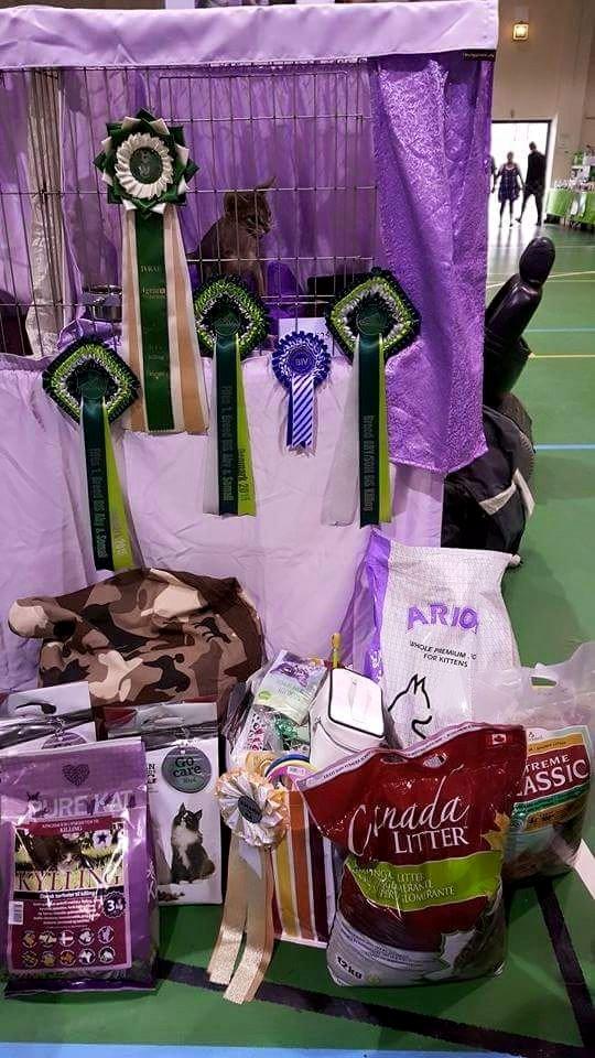 Abyssinier Rico Erta Alle*PL billede 5