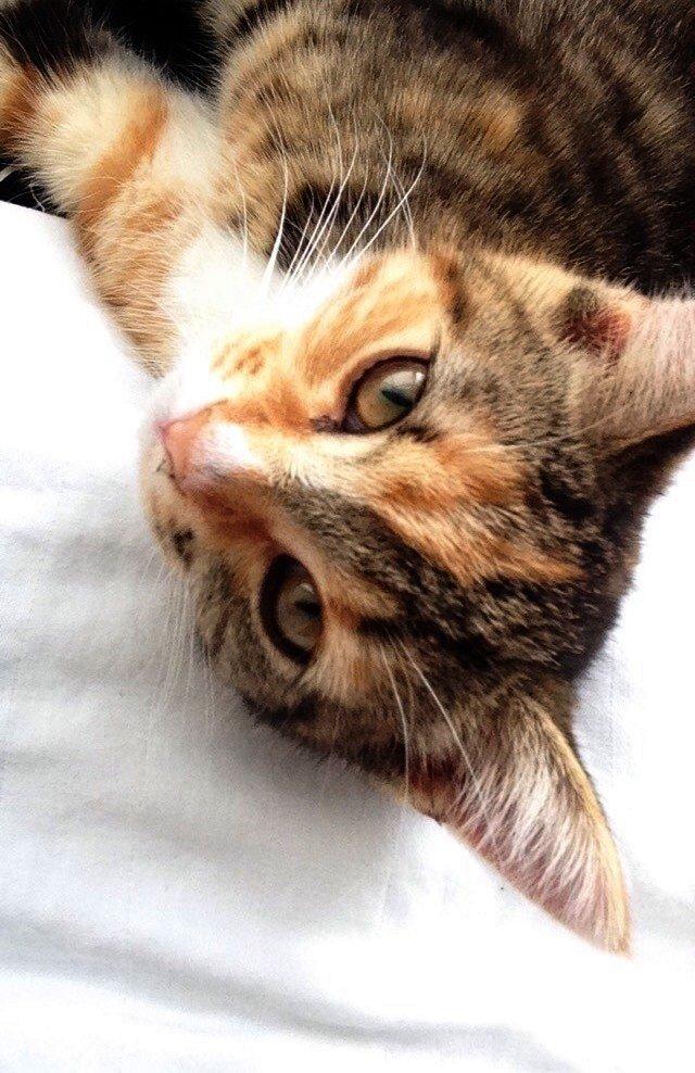 Blanding af racer Smutter billede 1