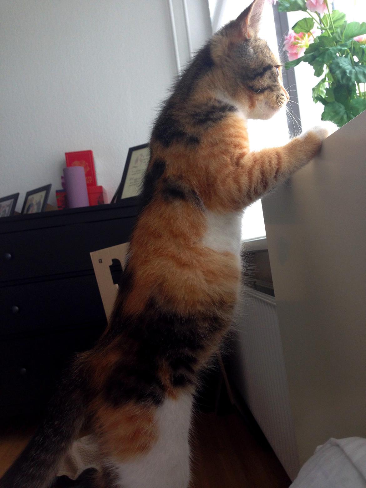 Blanding af racer Smutter billede 5