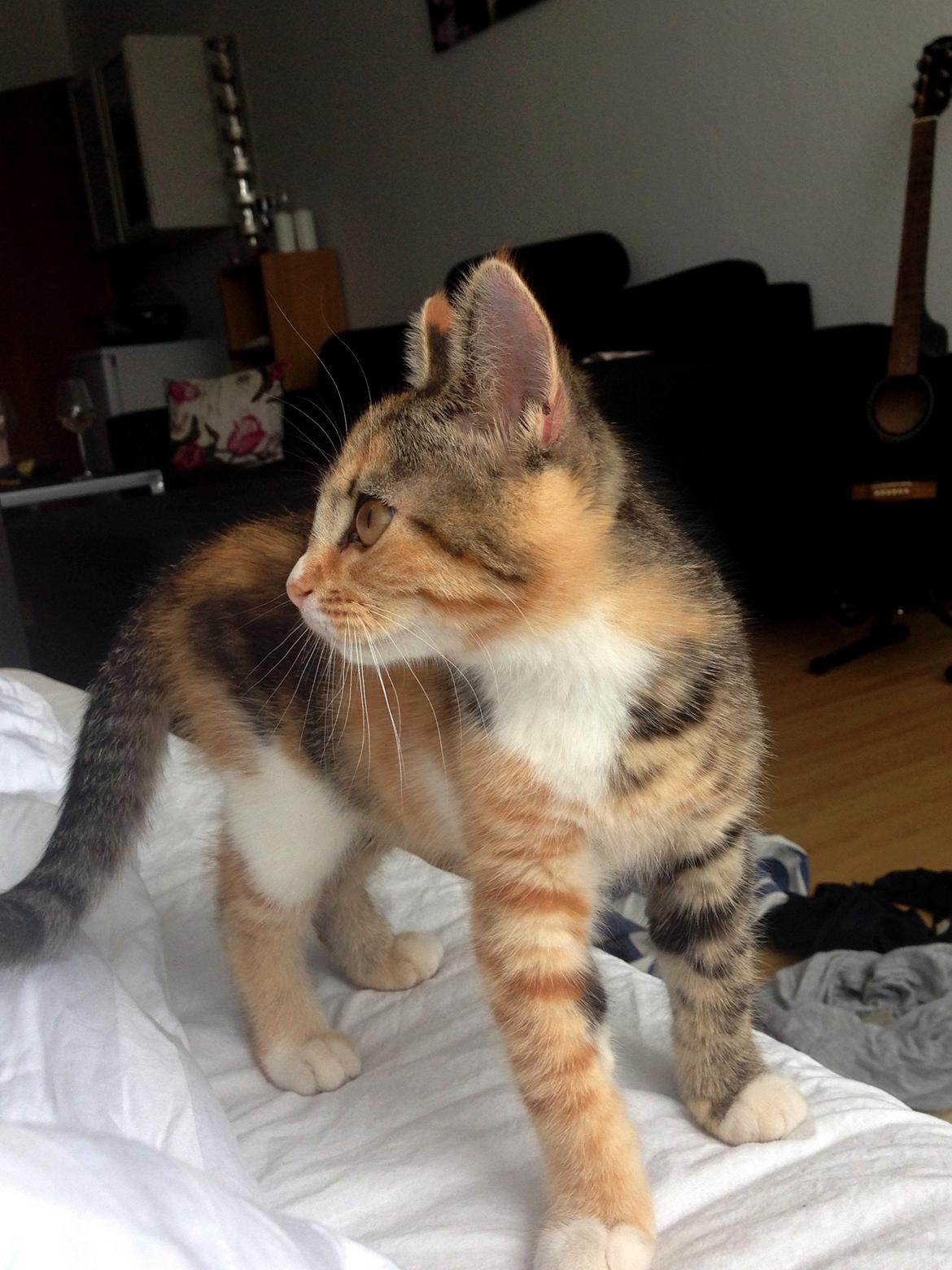 Blanding af racer Smutter billede 4