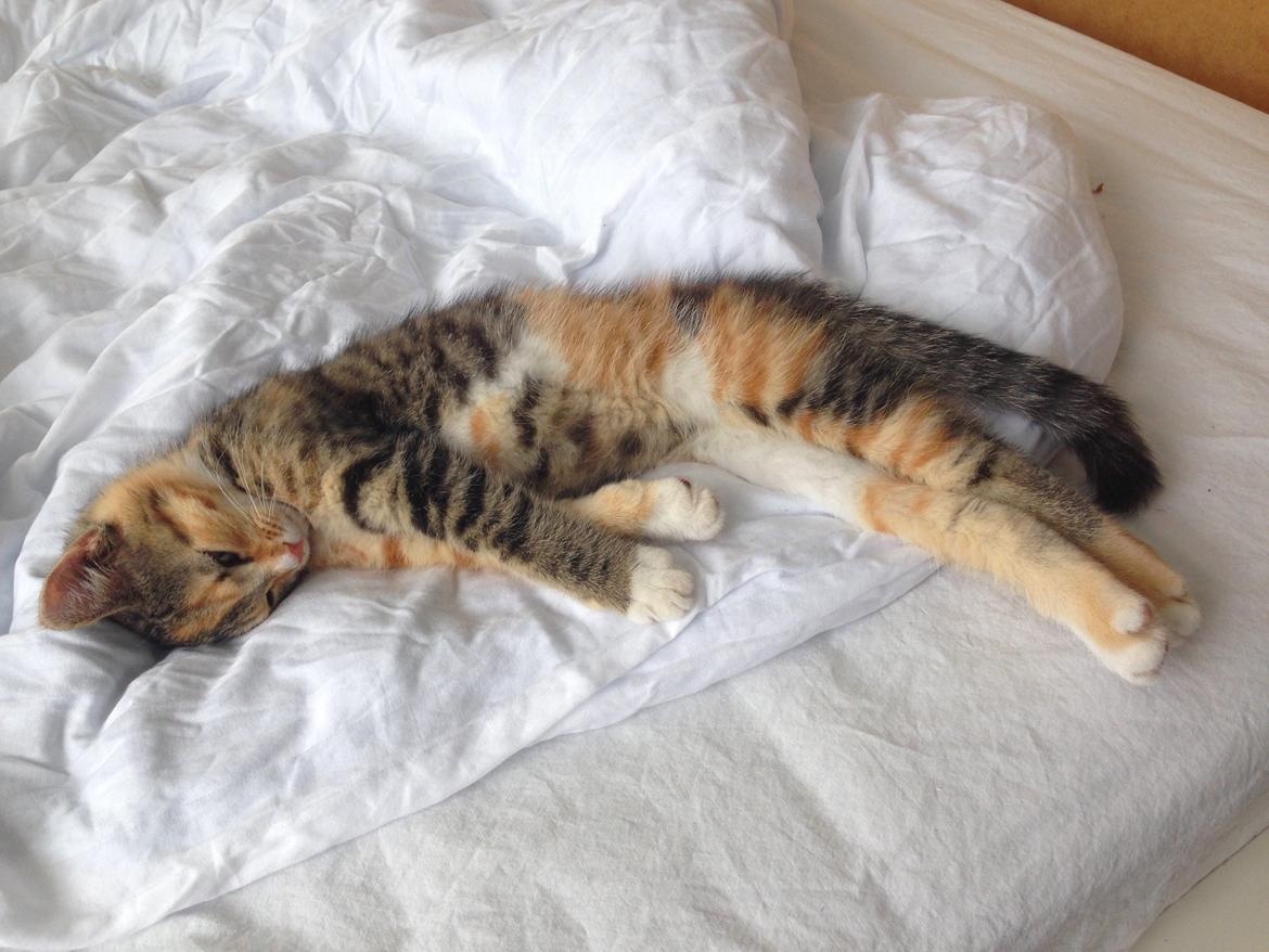 Blanding af racer Smutter billede 7