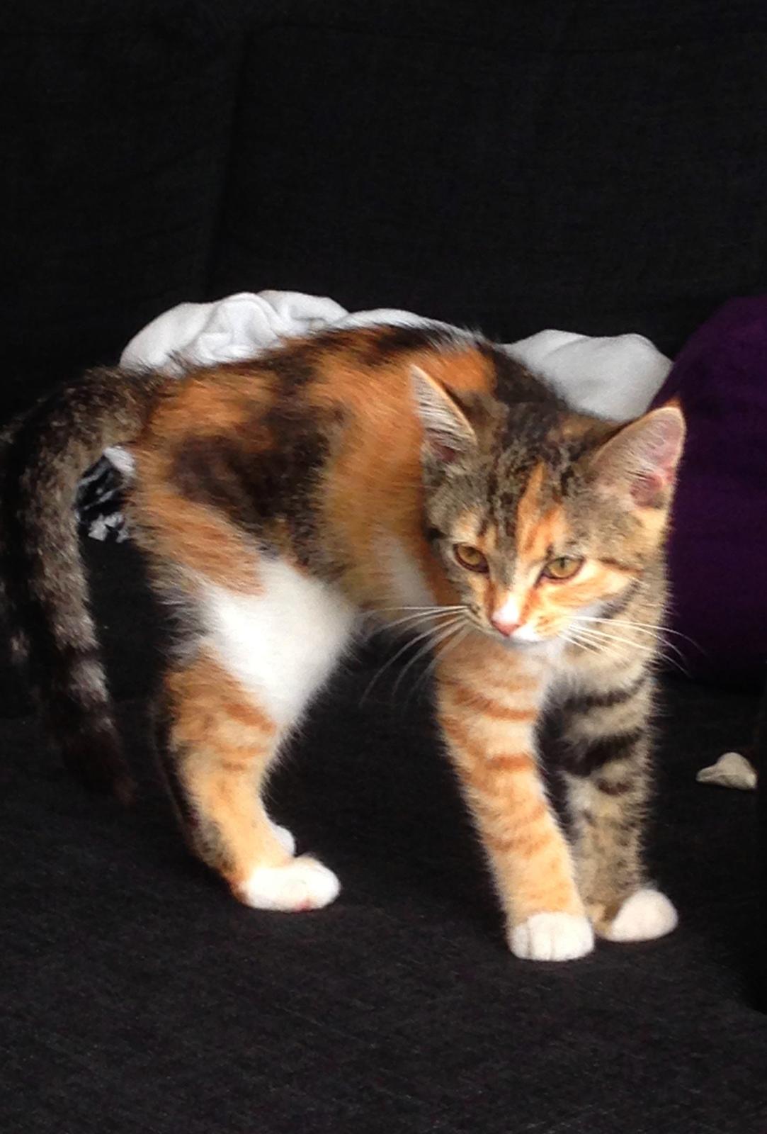 Blanding af racer Smutter billede 8