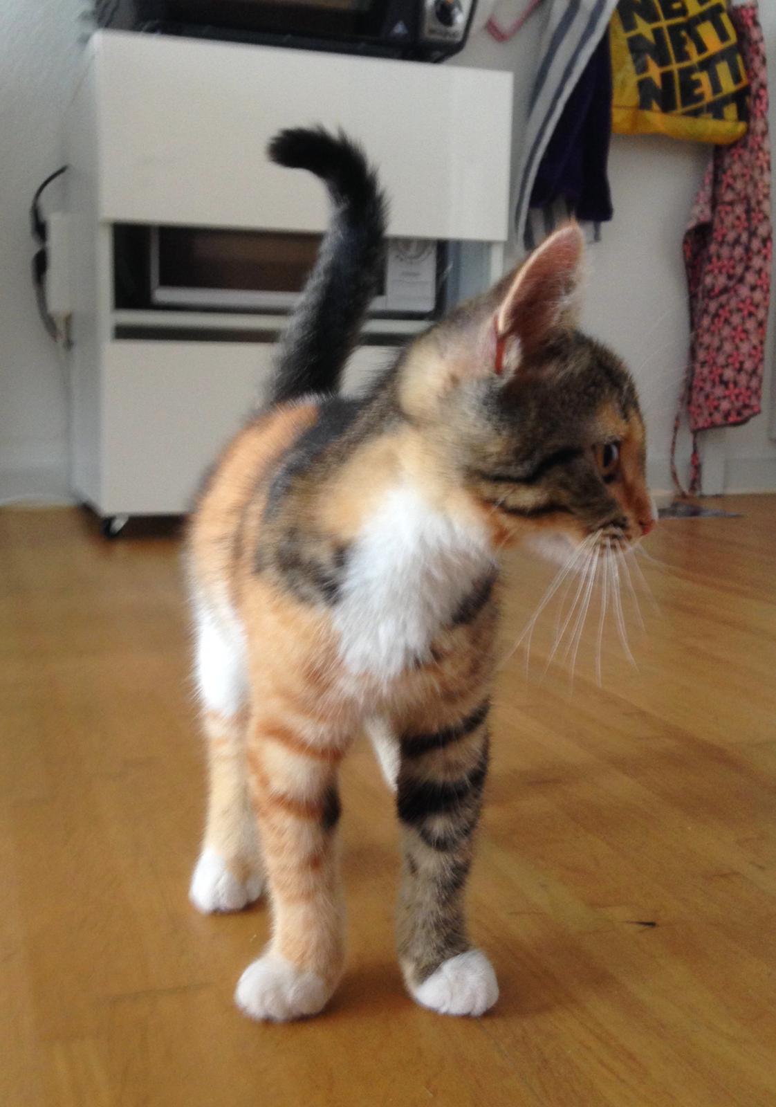 Blanding af racer Smutter billede 10