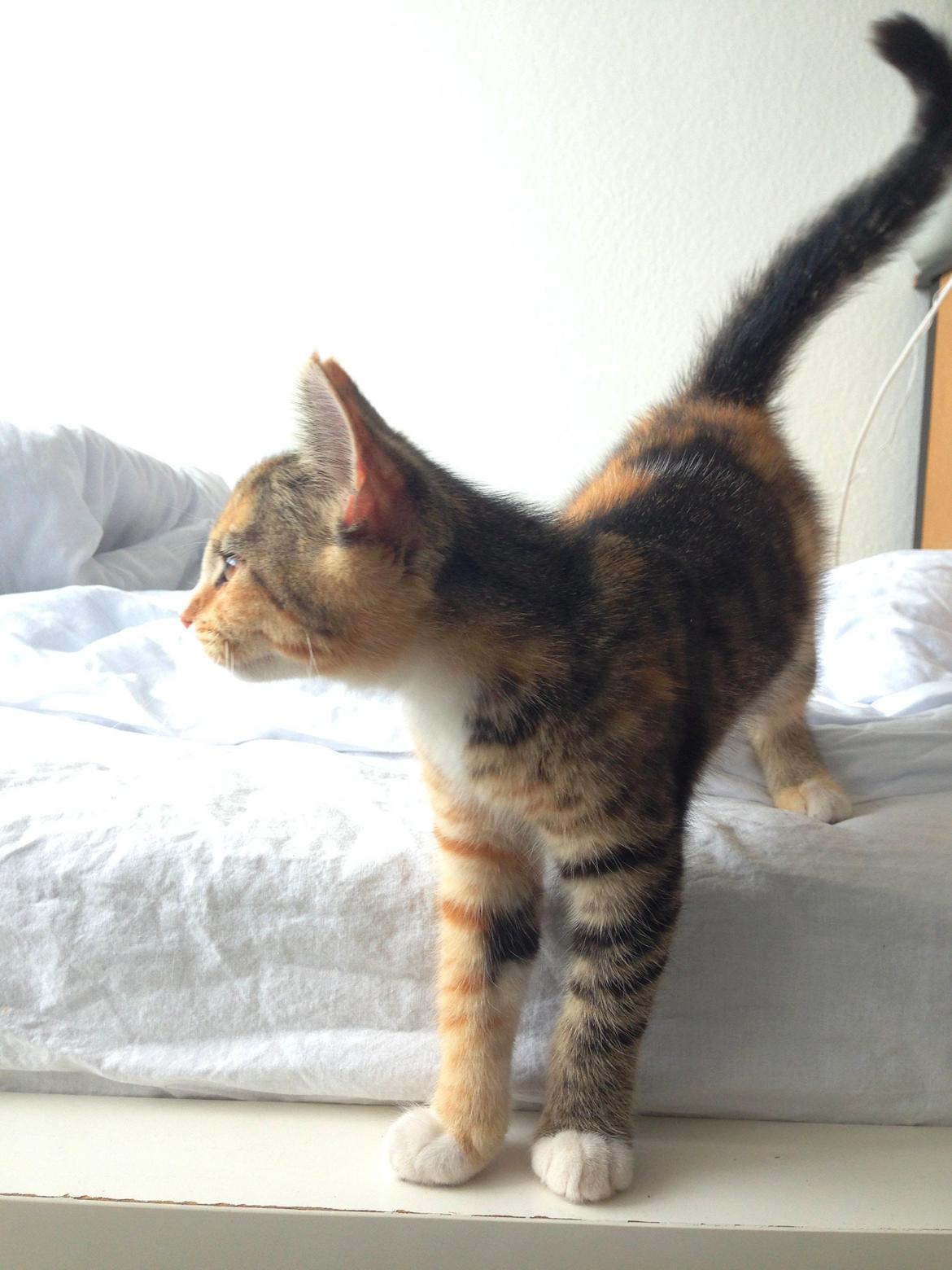 Blanding af racer Smutter billede 9