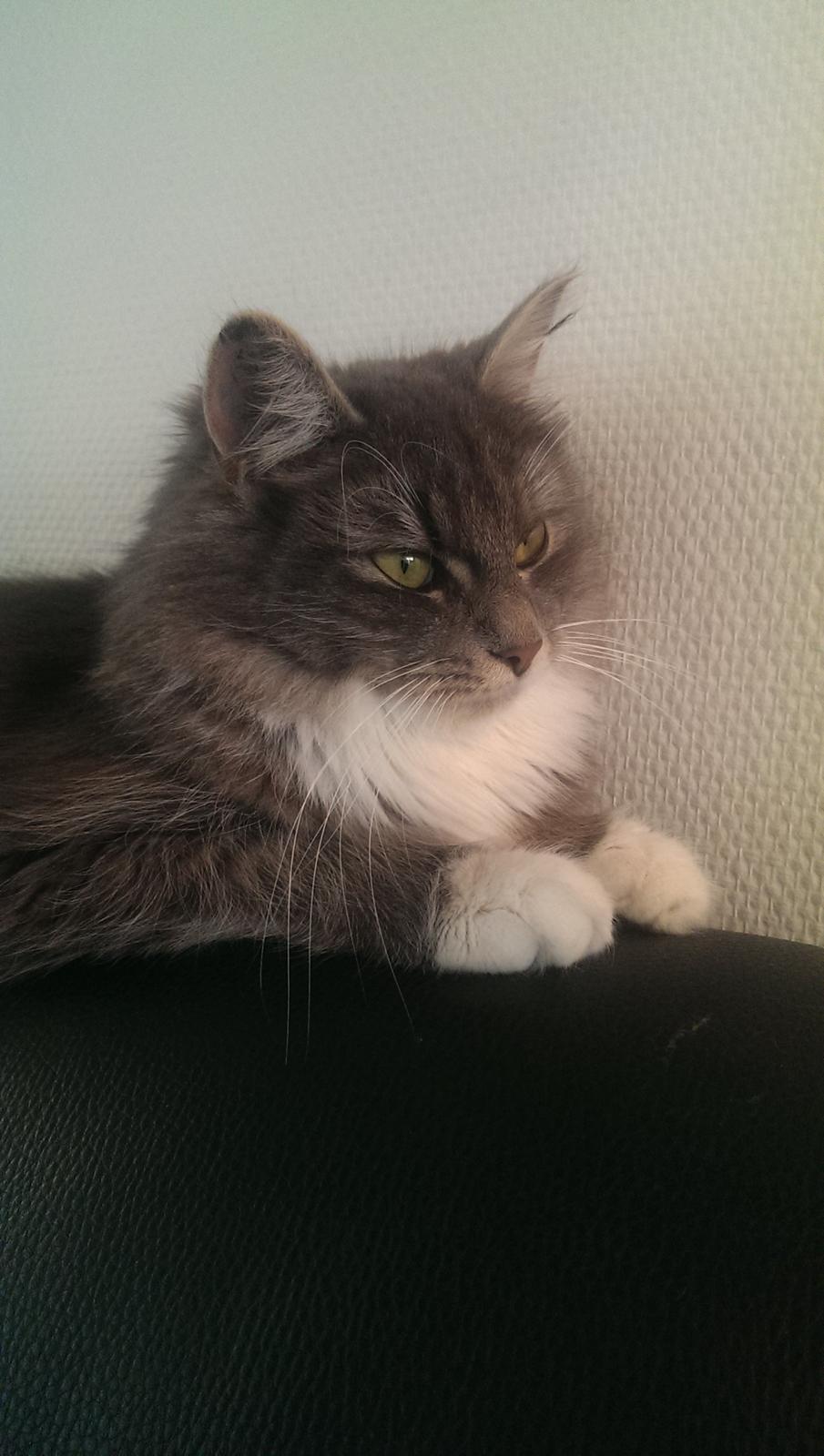 Blanding af racer Kayla himmelkat billede 11