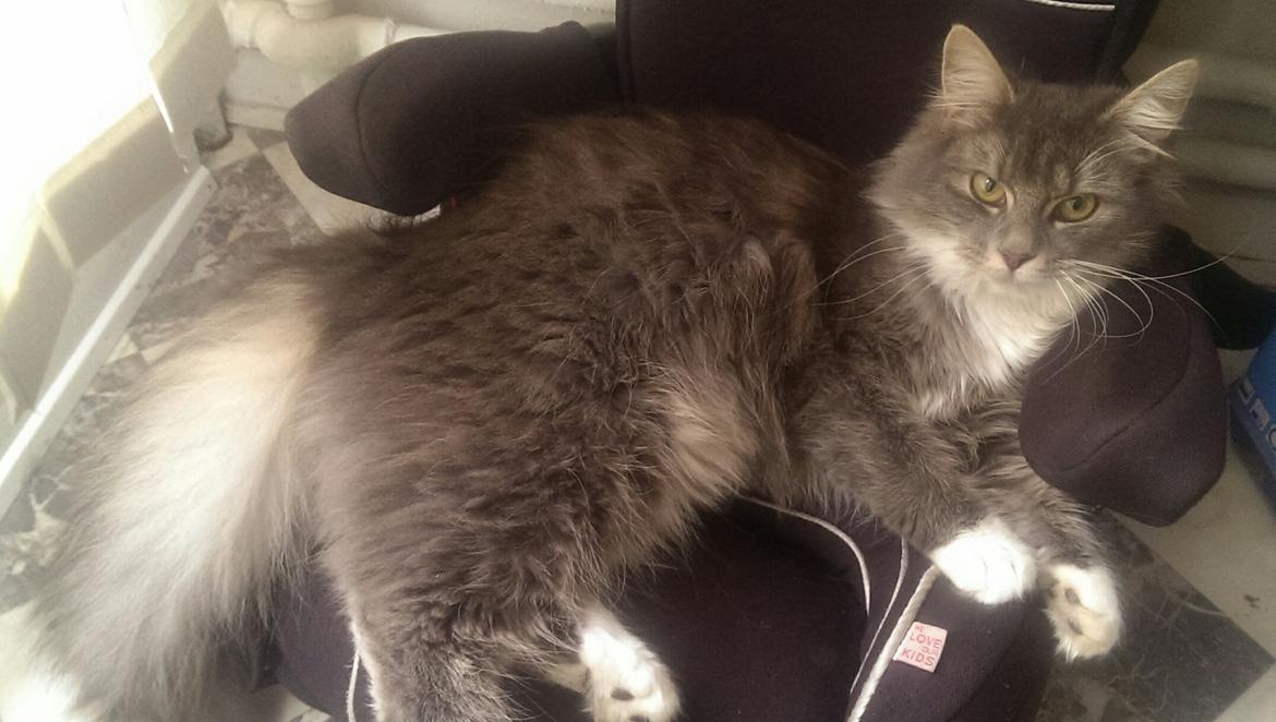 Blanding af racer Kayla himmelkat billede 12