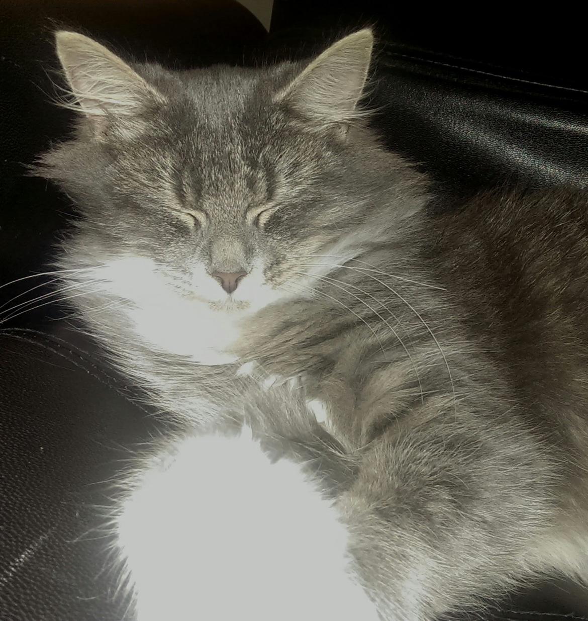 Blanding af racer Kayla himmelkat billede 13