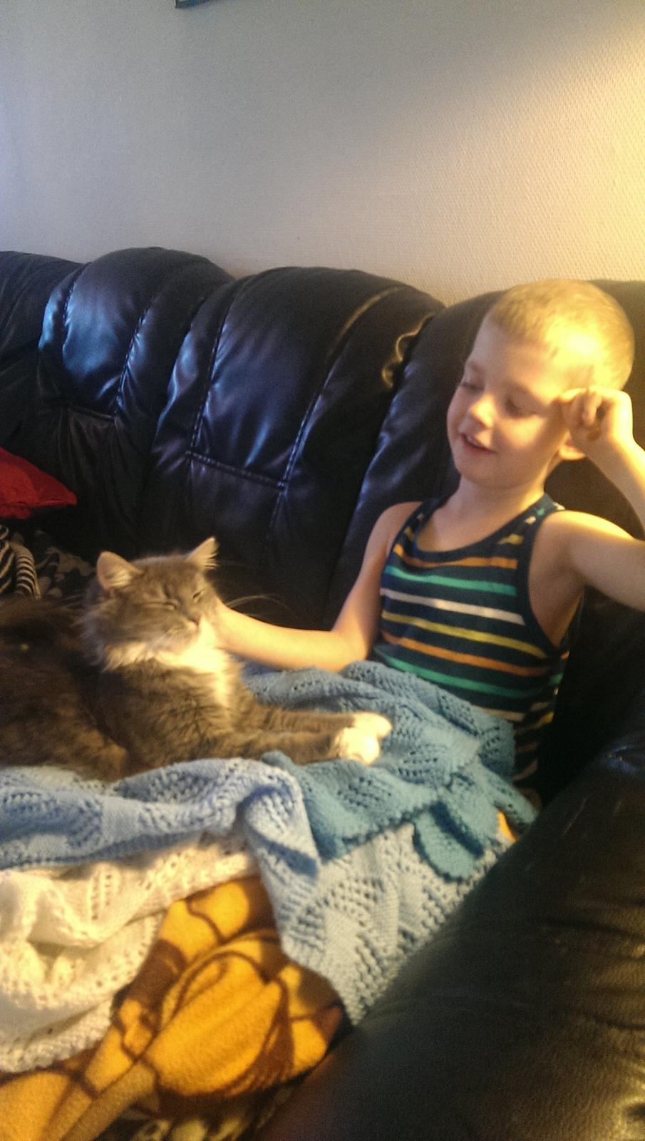 Blanding af racer Kayla himmelkat - Kayla med sin "storebror" billede 14