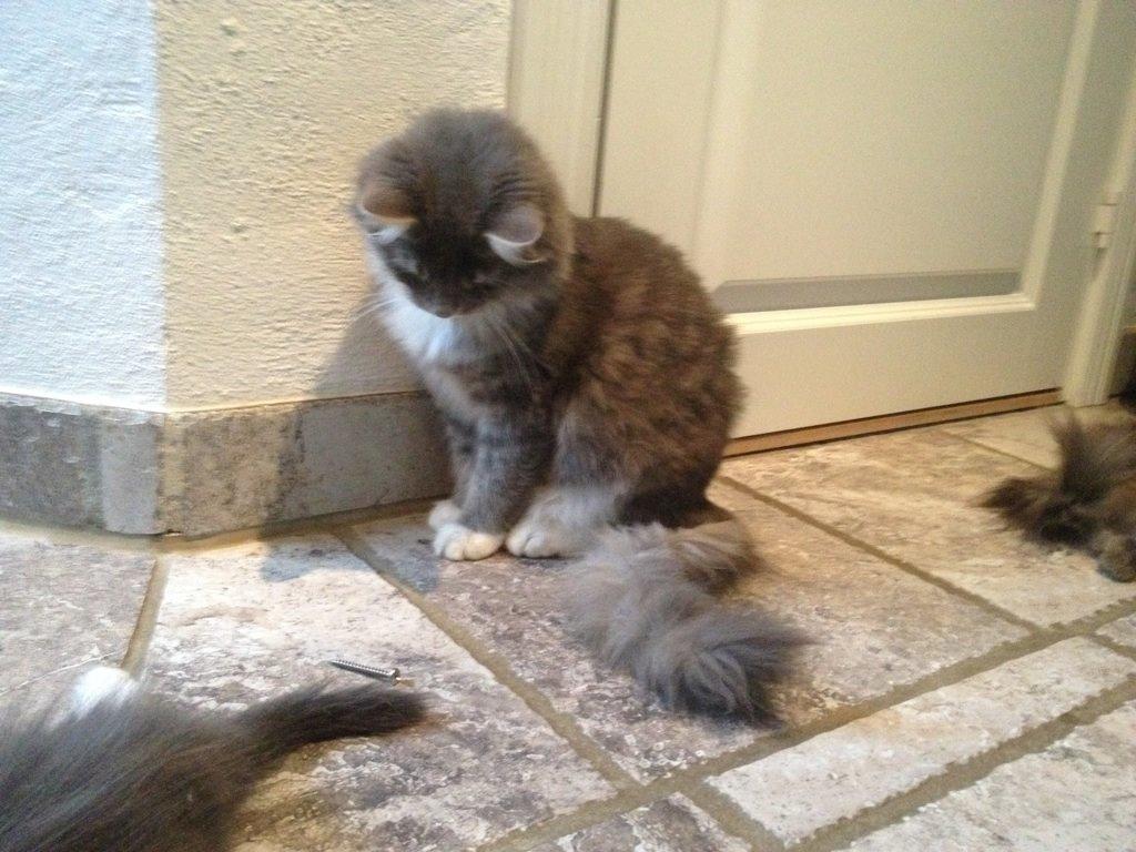 Blanding af racer Kayla himmelkat - salgsfoto billede 15