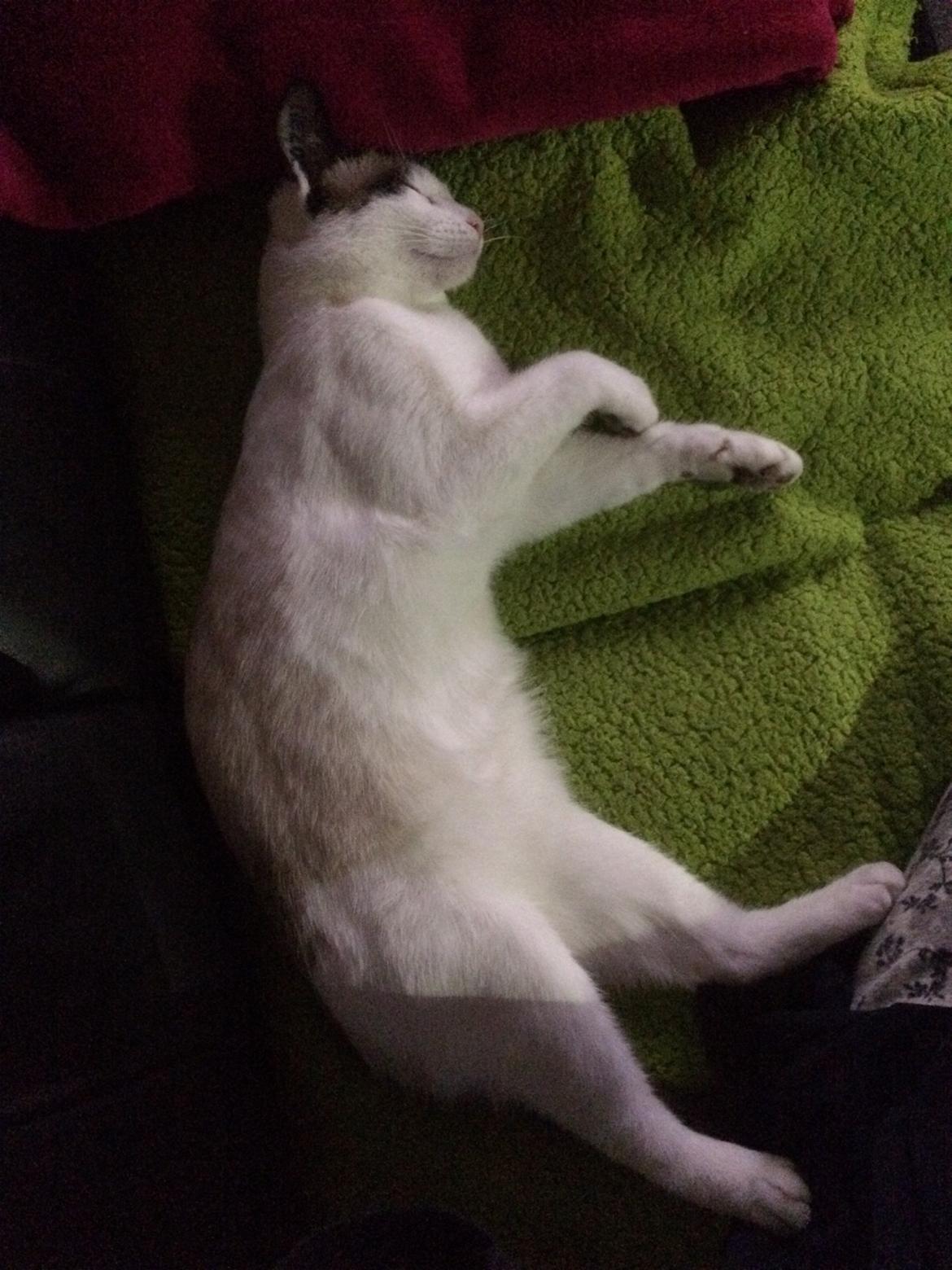 Blanding af racer Misse billede 13