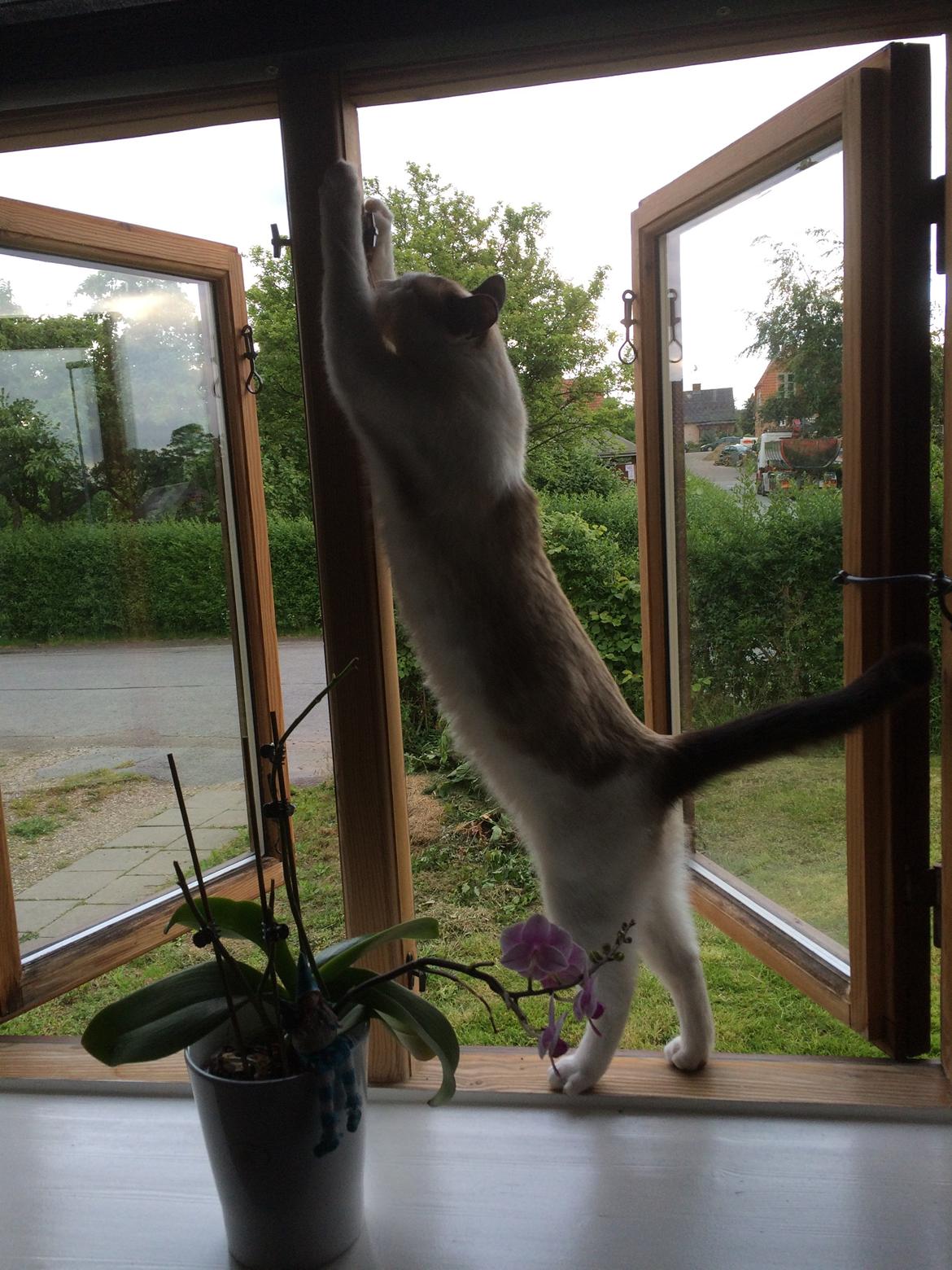 Blanding af racer Misse billede 14