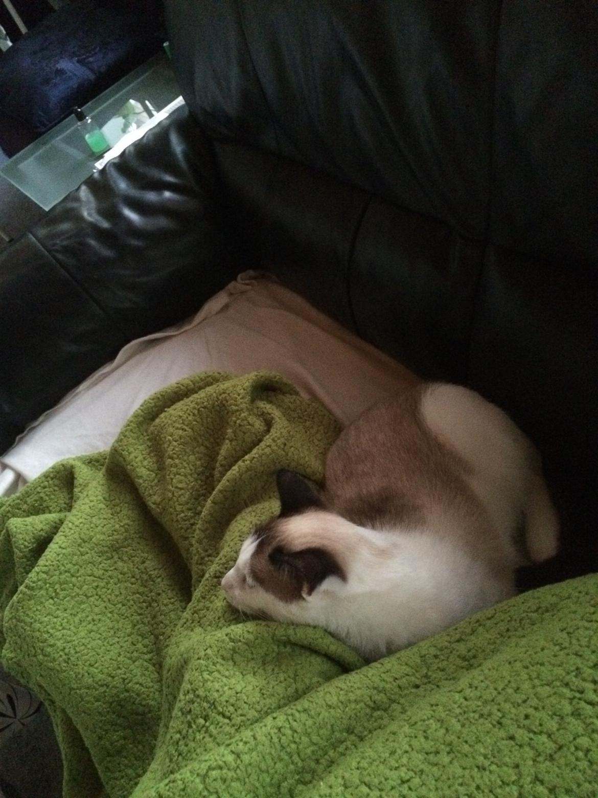 Blanding af racer Misse billede 16