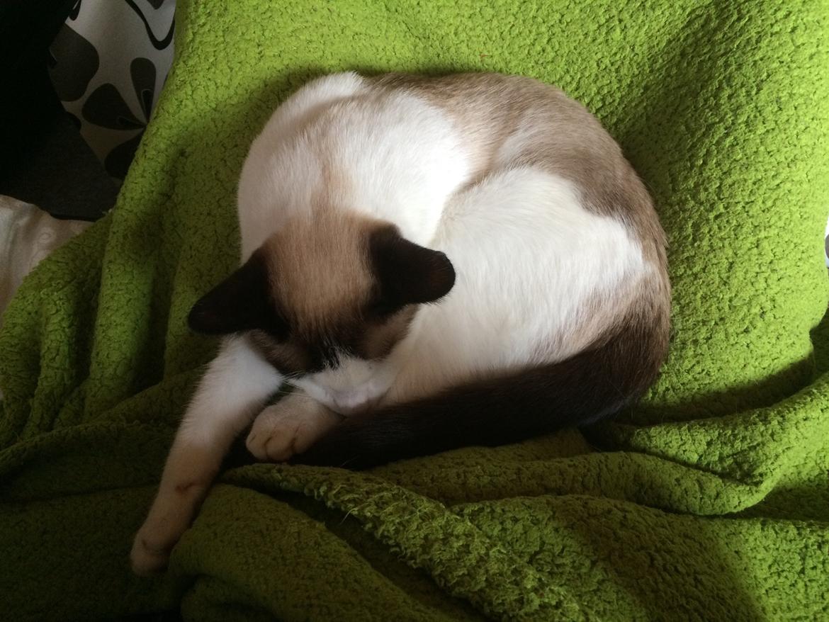 Blanding af racer Misse billede 15