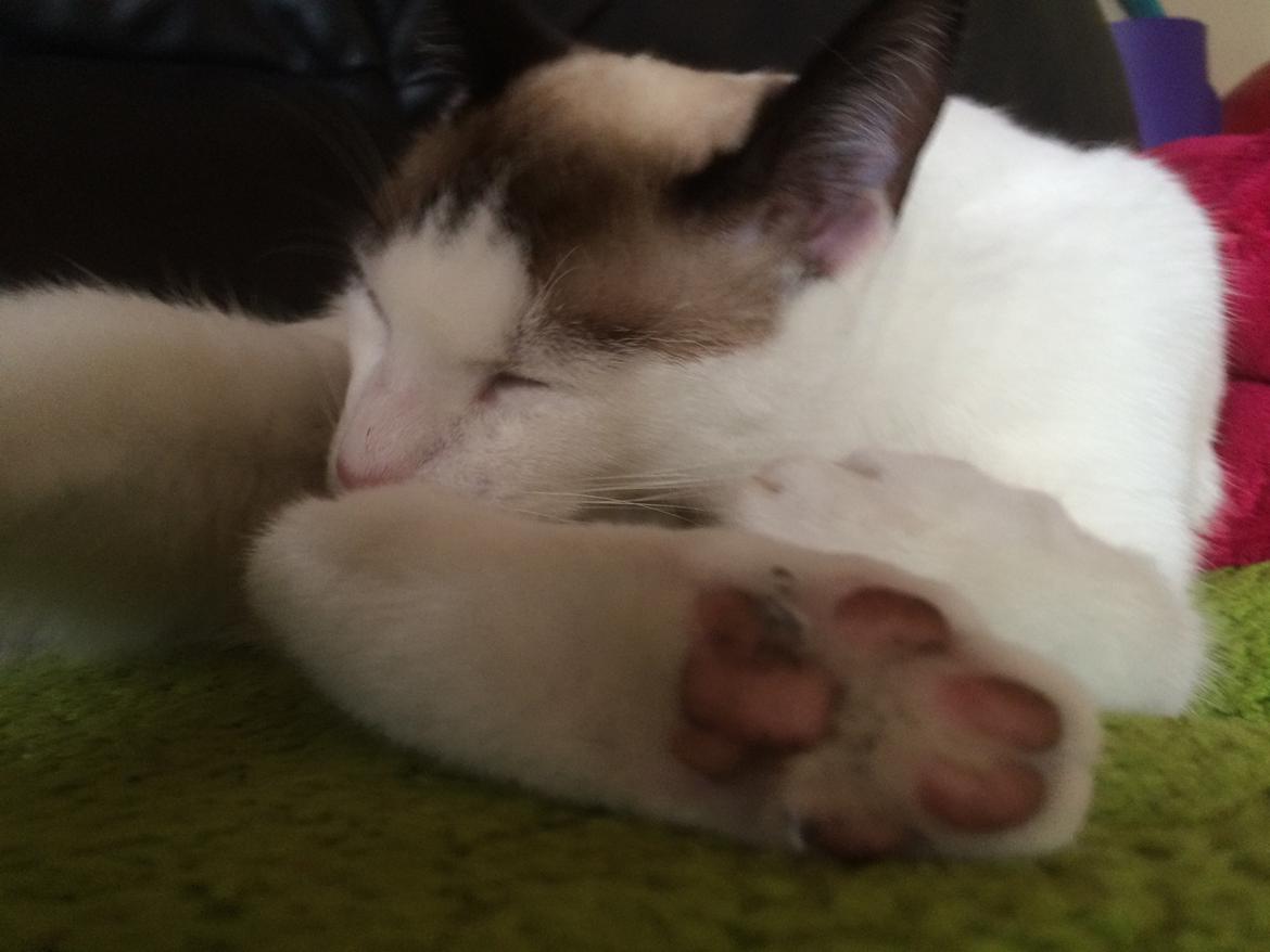 Blanding af racer Misse billede 18