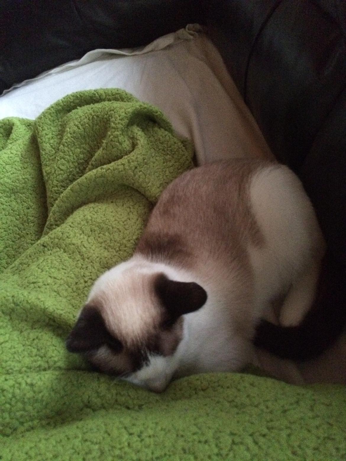 Blanding af racer Misse billede 17