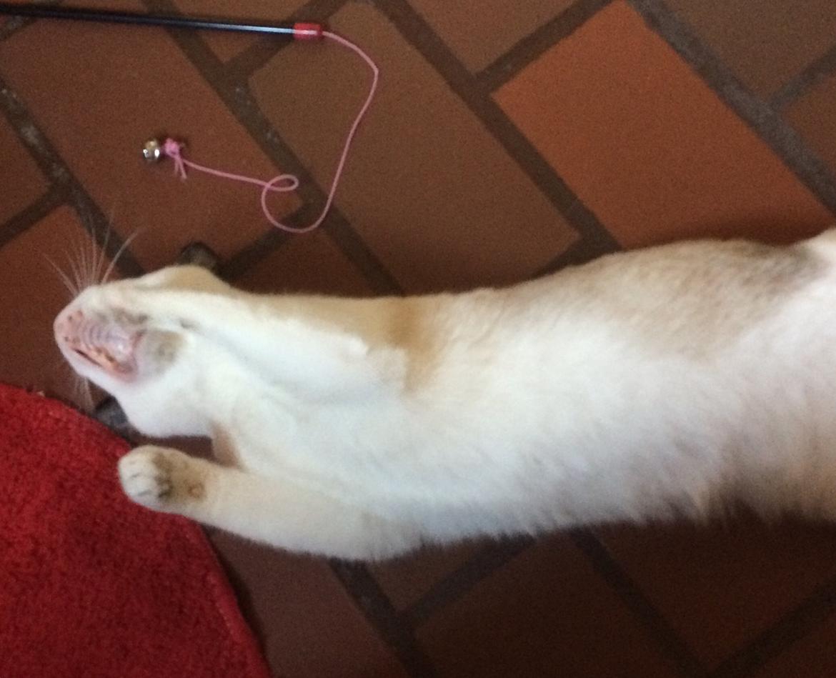 Blanding af racer Misse billede 19