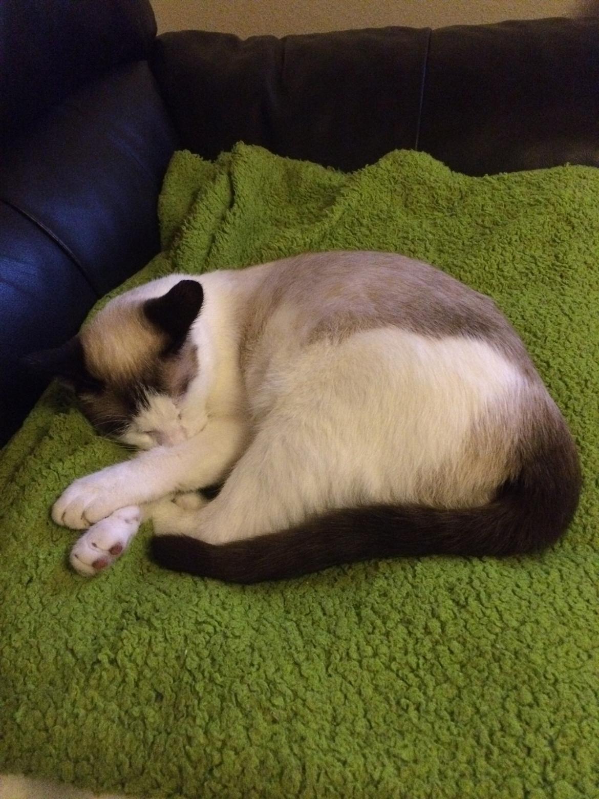 Blanding af racer Misse billede 21