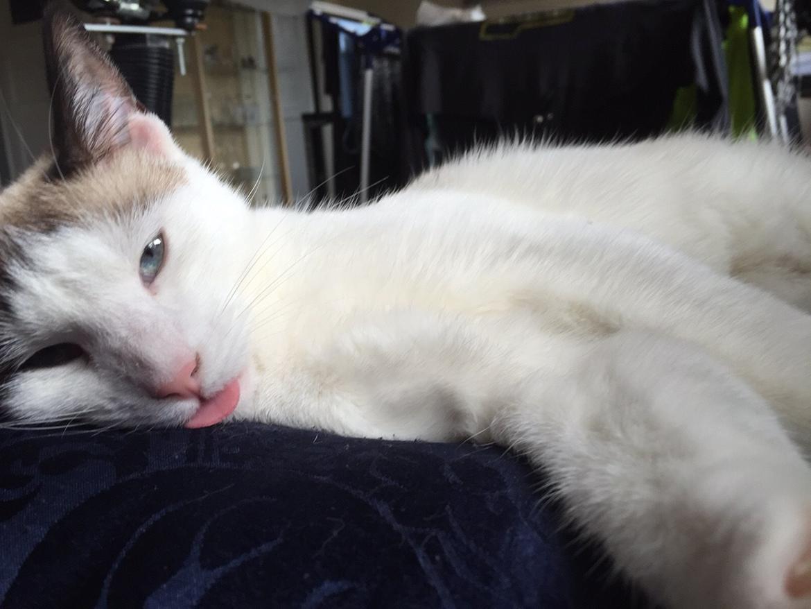 Blanding af racer Misse billede 22