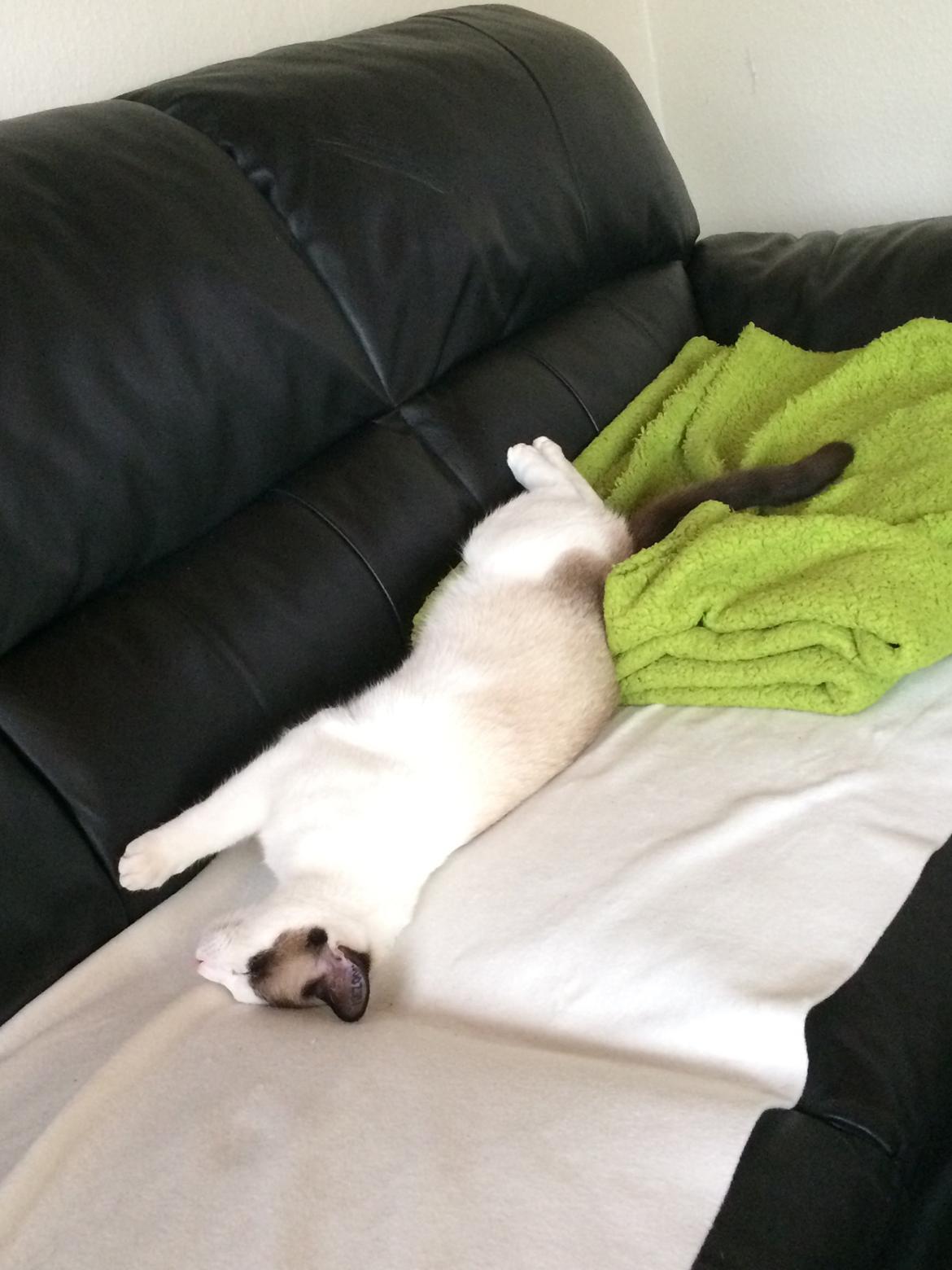 Blanding af racer Misse billede 23