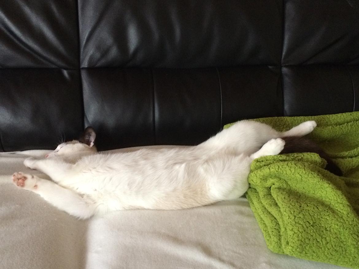 Blanding af racer Misse billede 24