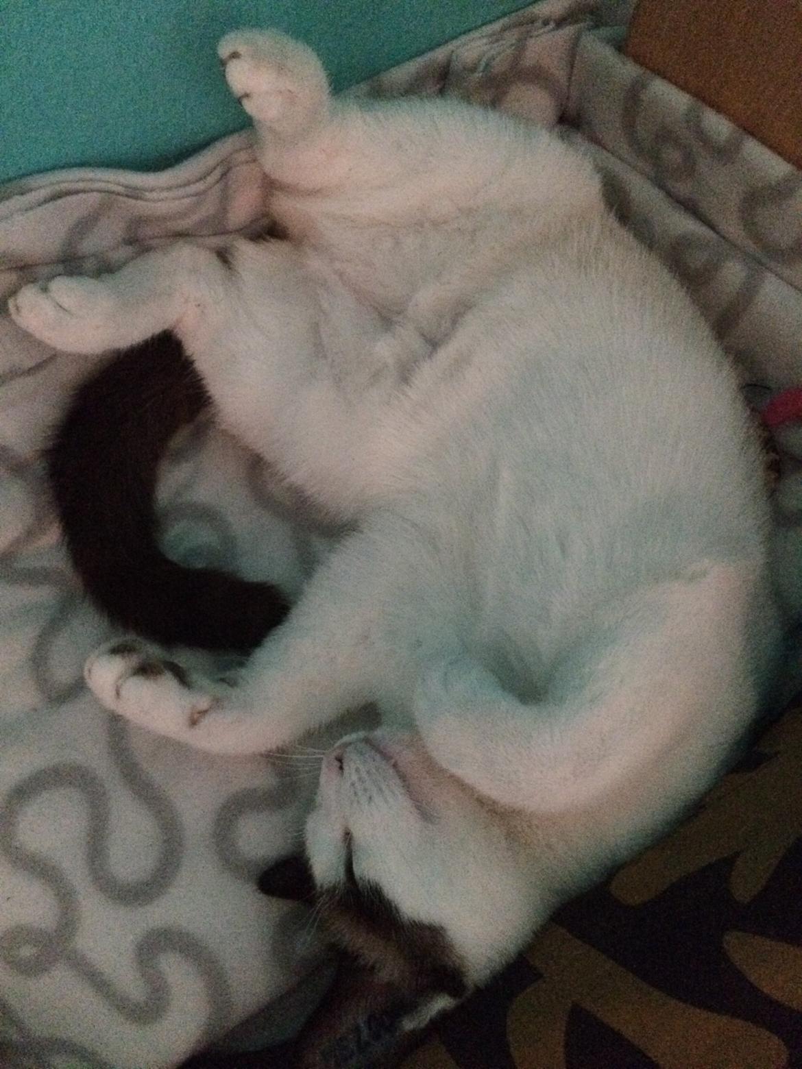 Blanding af racer Misse billede 25