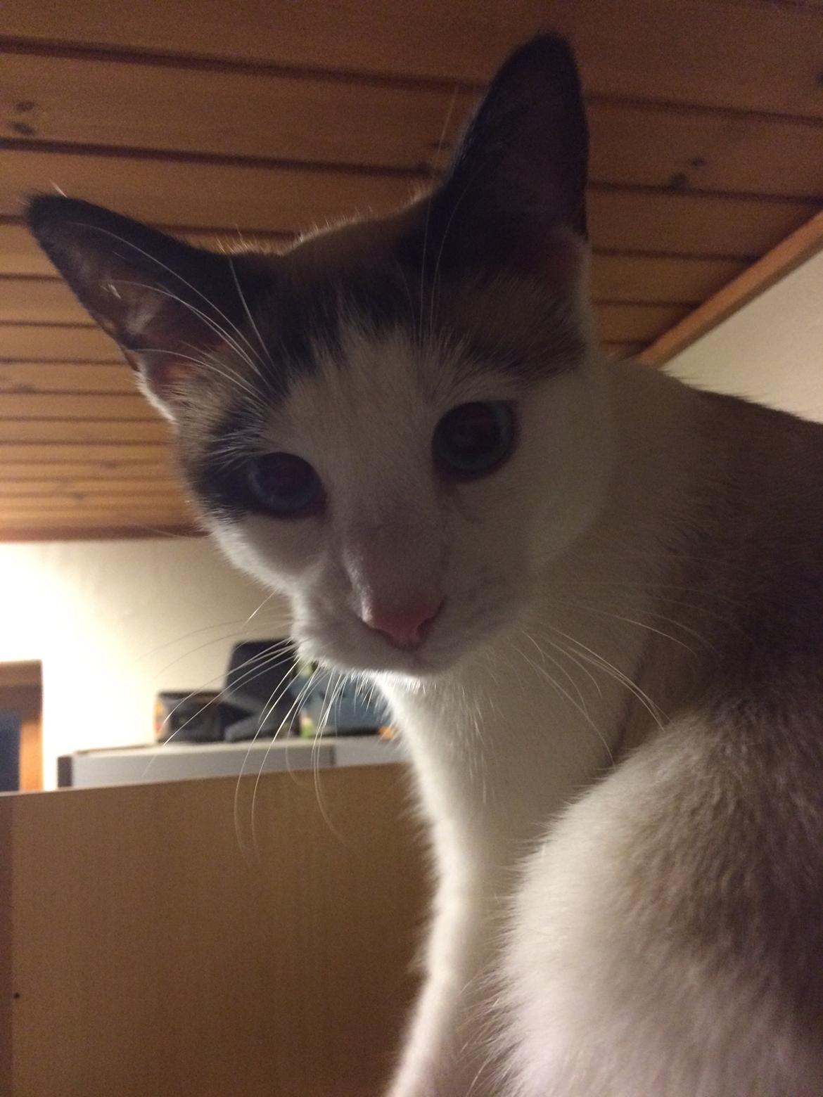 Blanding af racer Misse billede 20