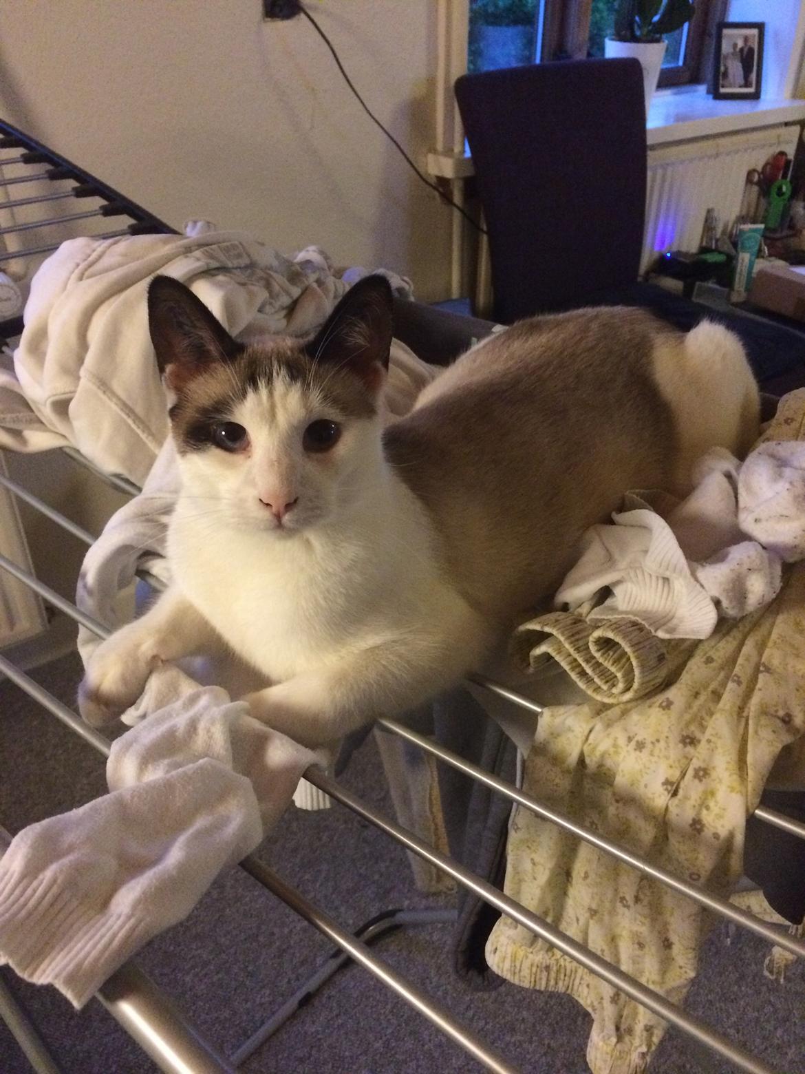 Blanding af racer Misse billede 27