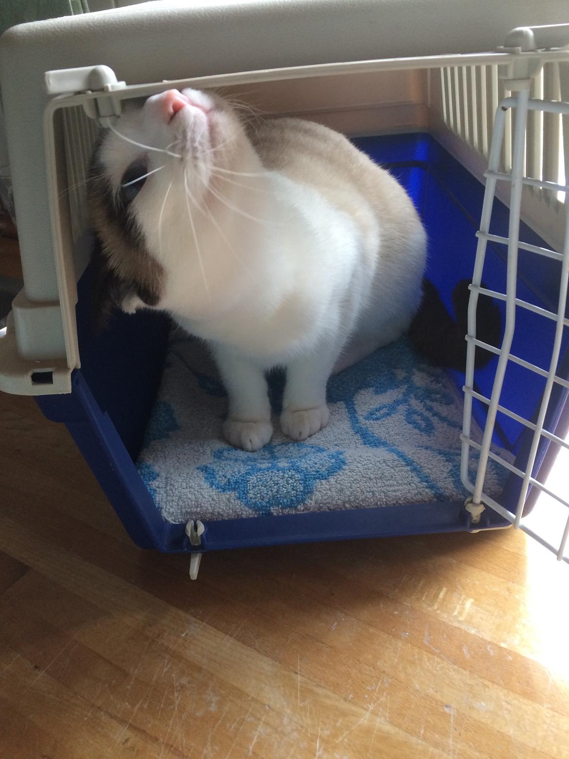 Blanding af racer Misse billede 28