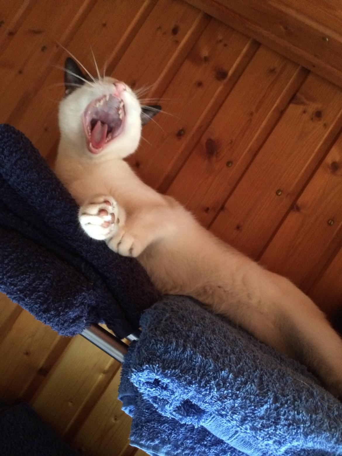 Blanding af racer Misse billede 29