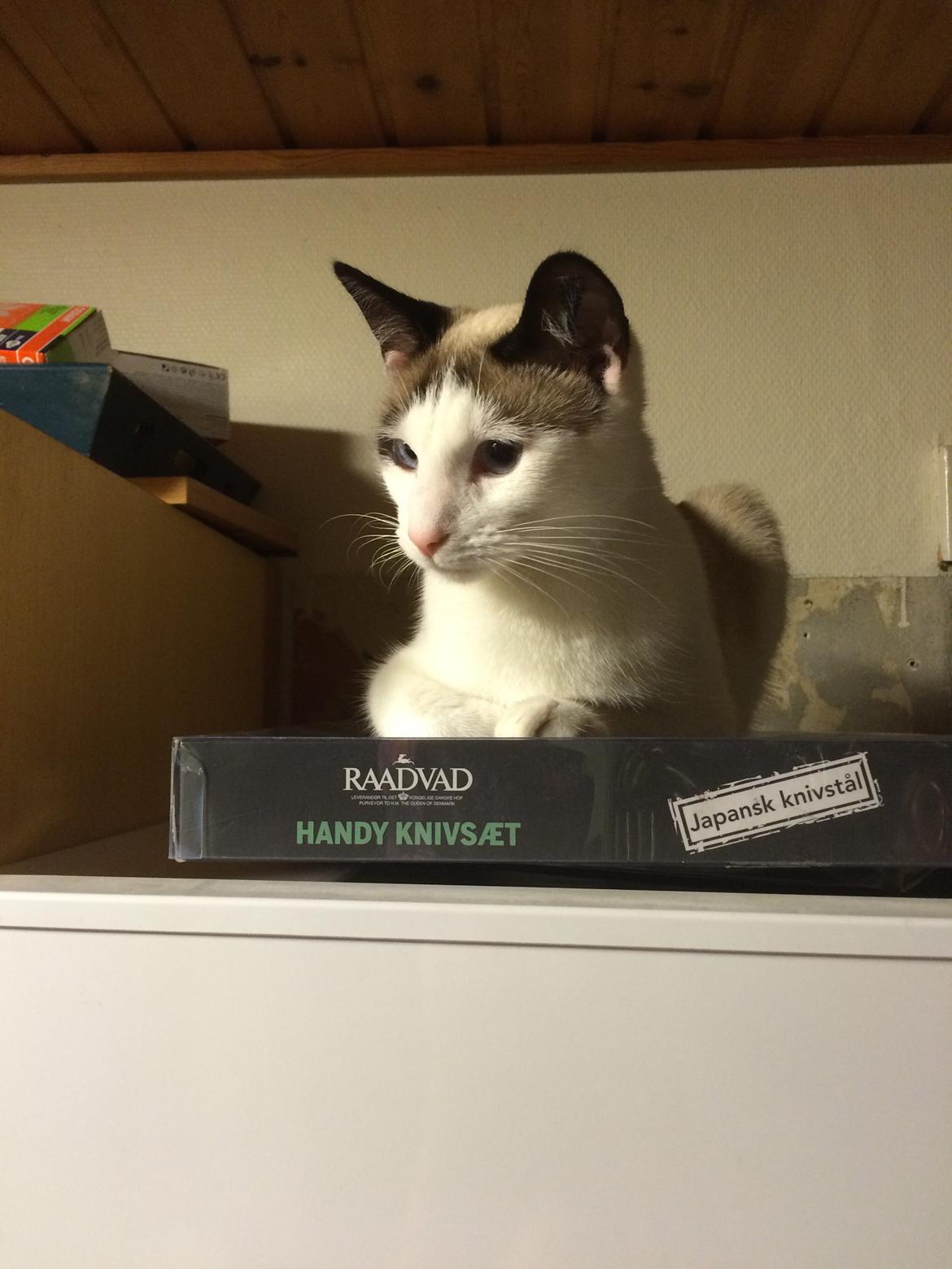 Blanding af racer Misse billede 30