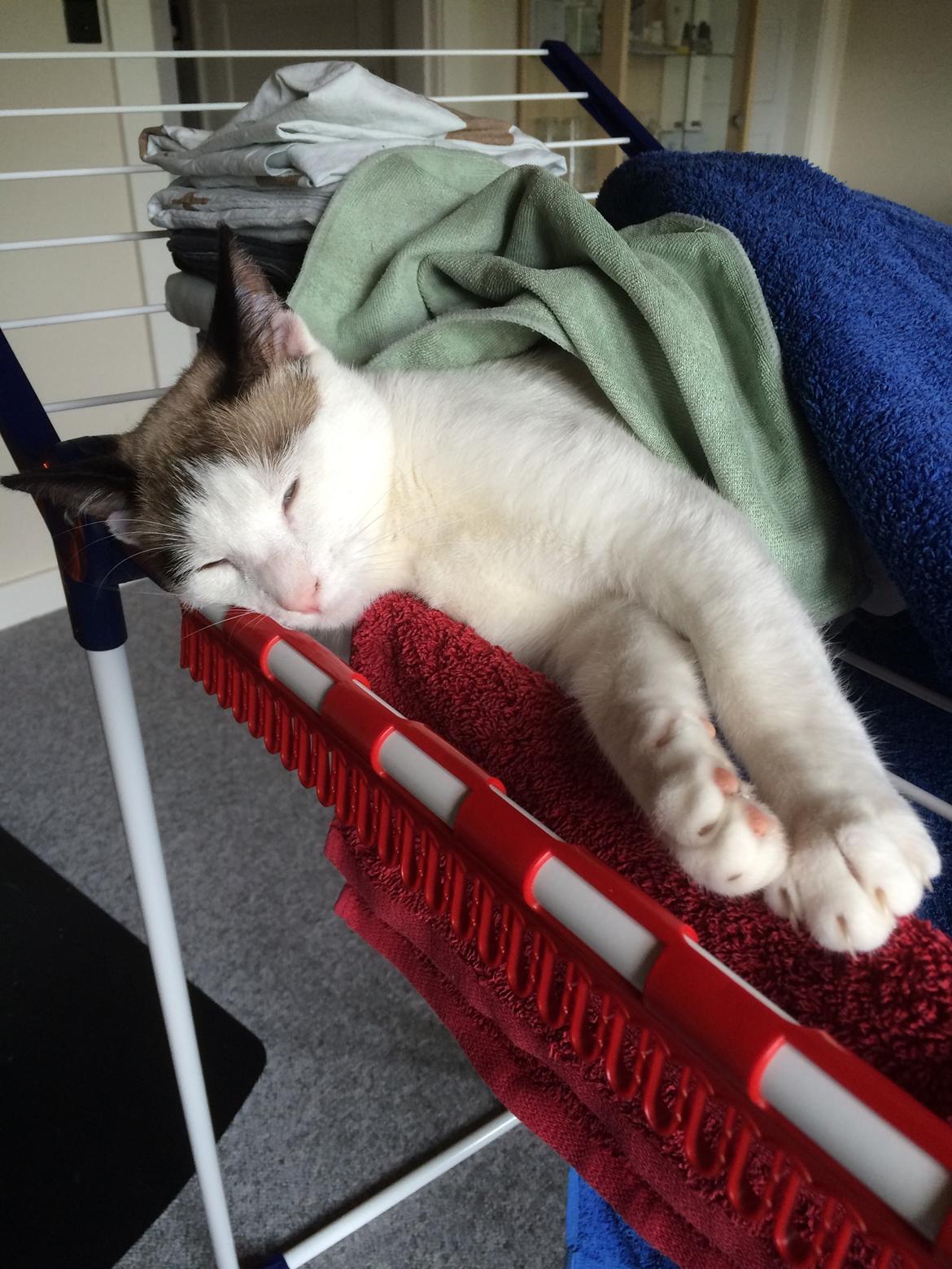 Blanding af racer Misse billede 31