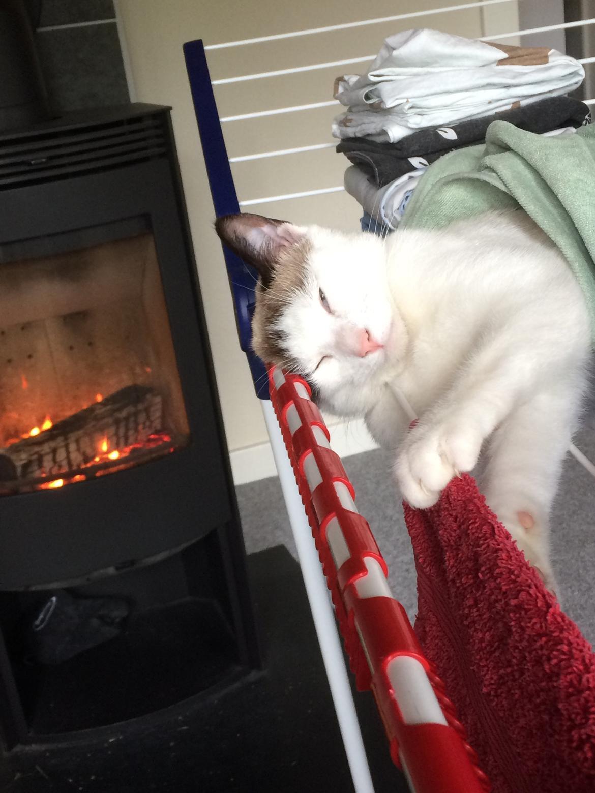 Blanding af racer Misse billede 33