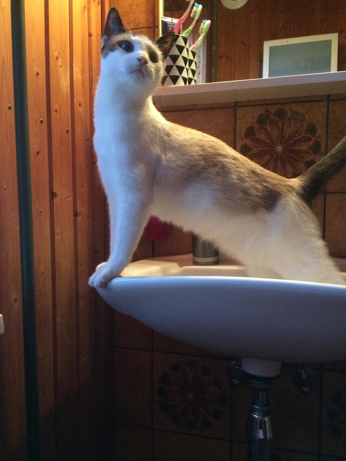 Blanding af racer Misse billede 26