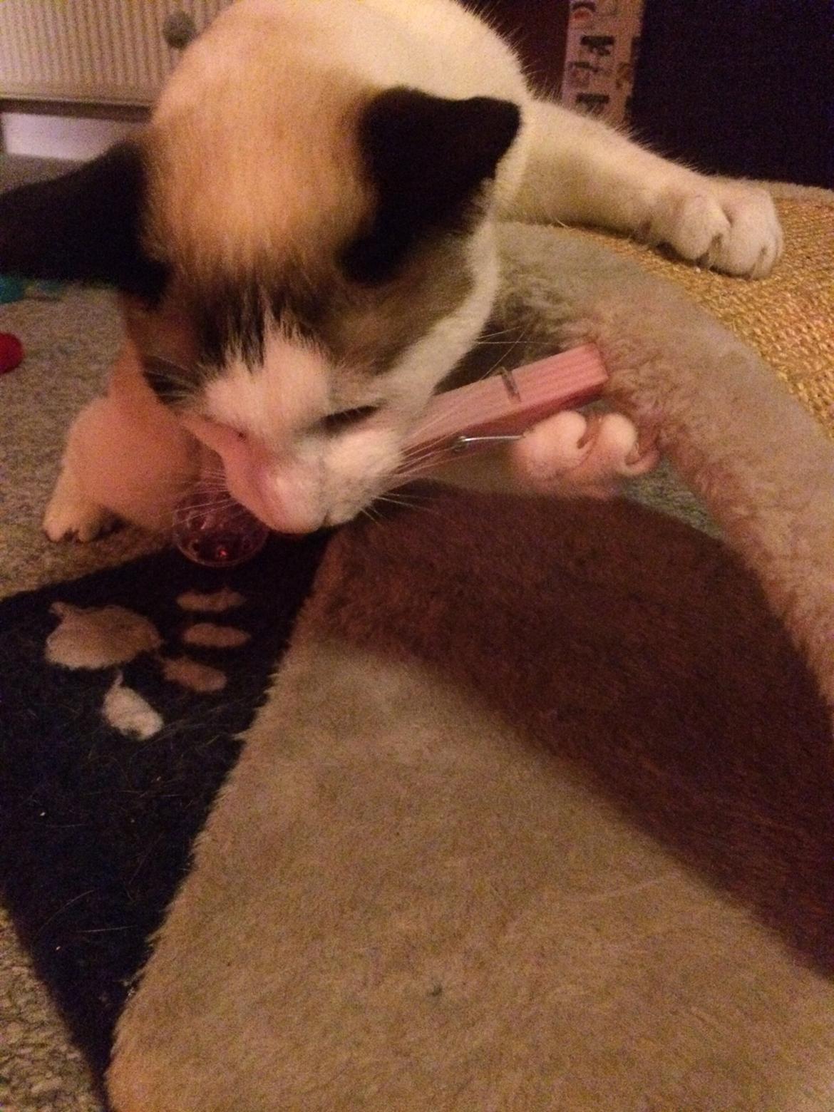 Blanding af racer Misse billede 35