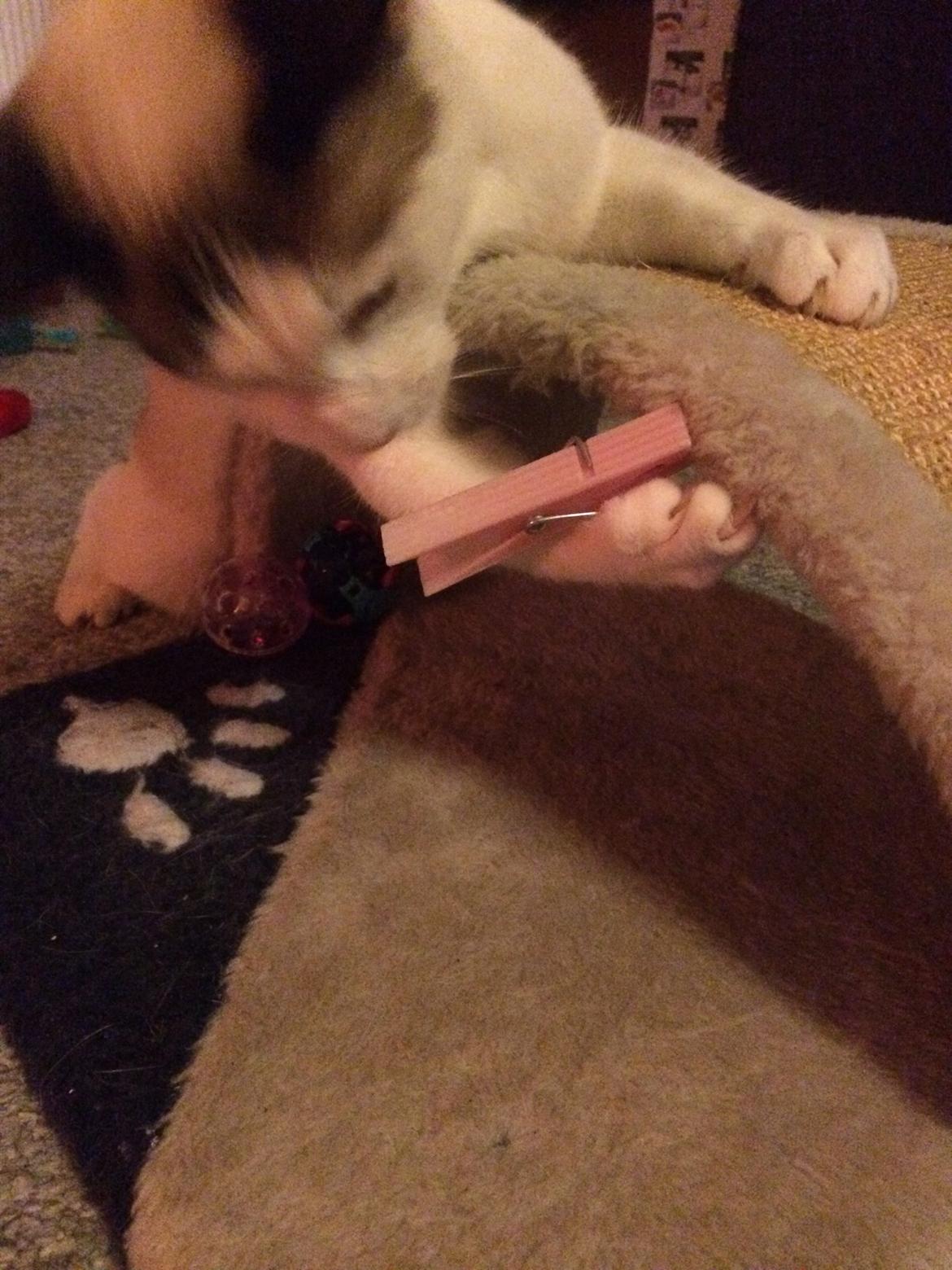 Blanding af racer Misse billede 36