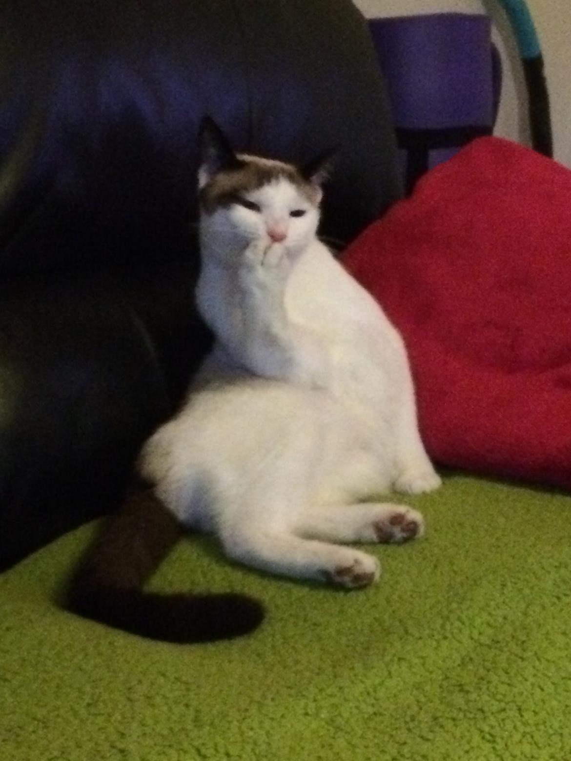 Blanding af racer Misse billede 37