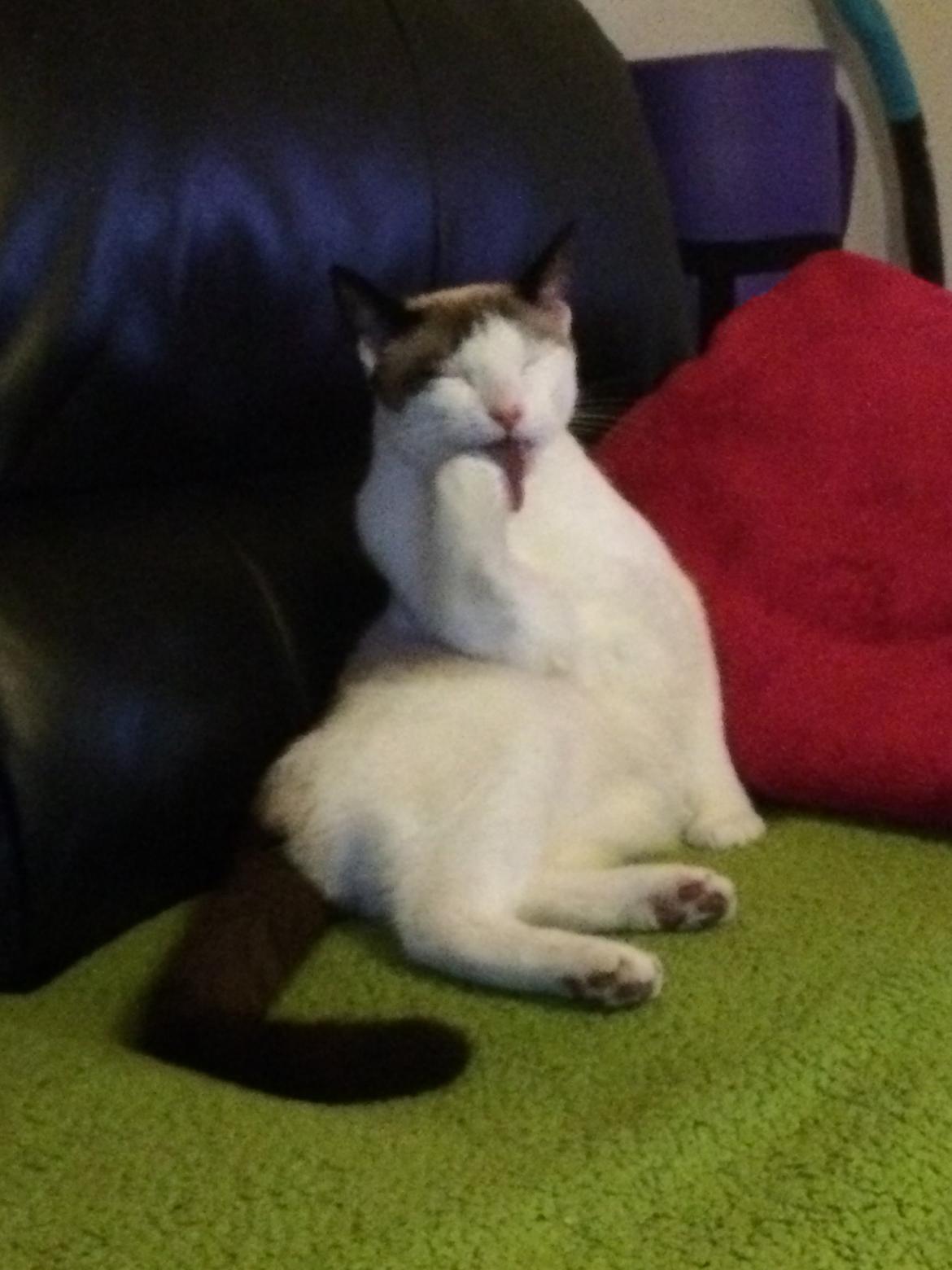 Blanding af racer Misse billede 38