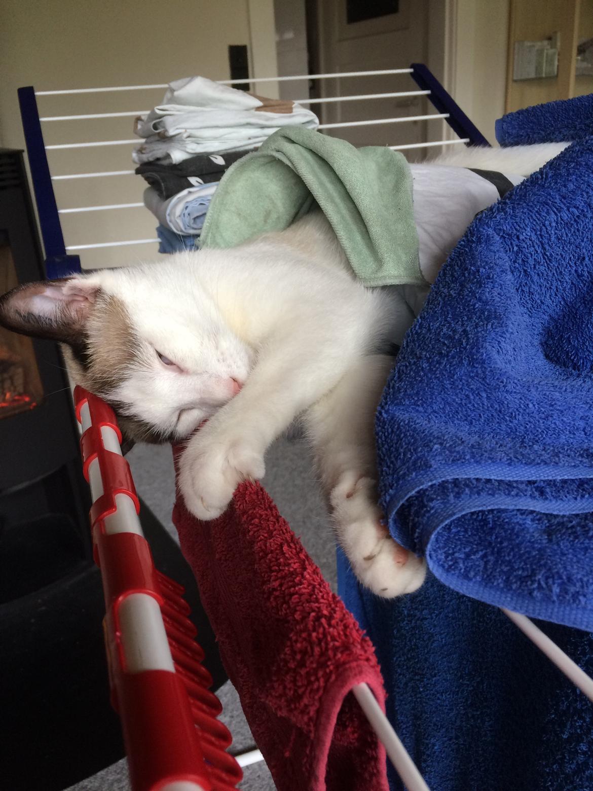 Blanding af racer Misse billede 34