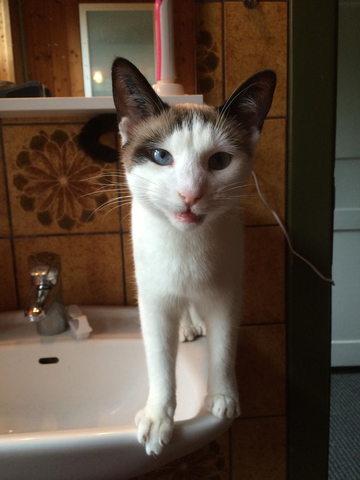 Blanding af racer Misse billede 40