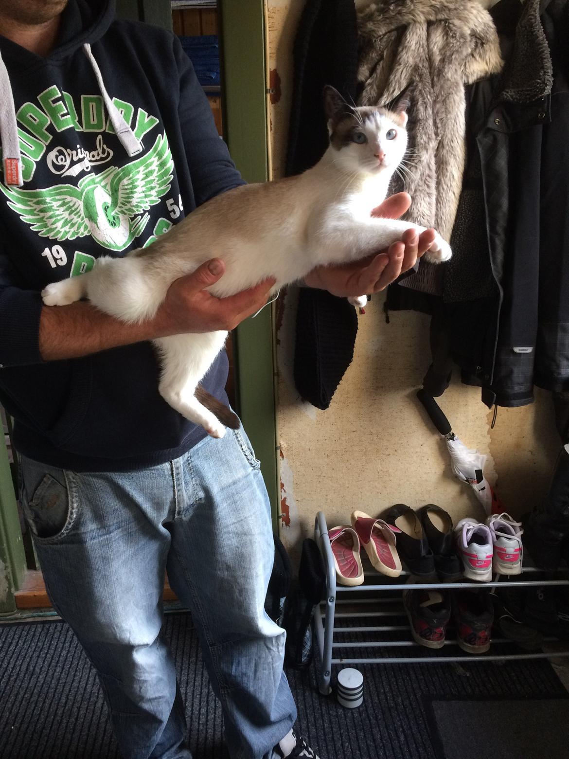 Blanding af racer Misse billede 41