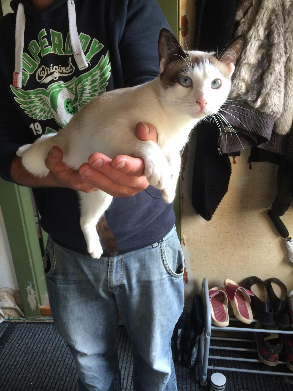 Blanding af racer Misse billede 42