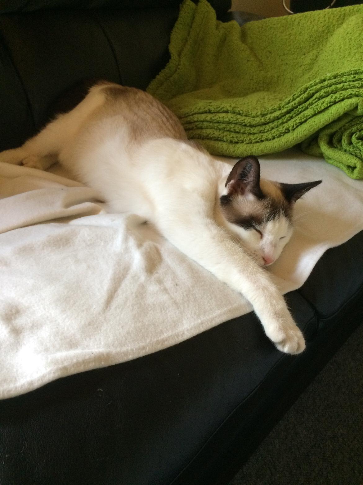 Blanding af racer Misse billede 43