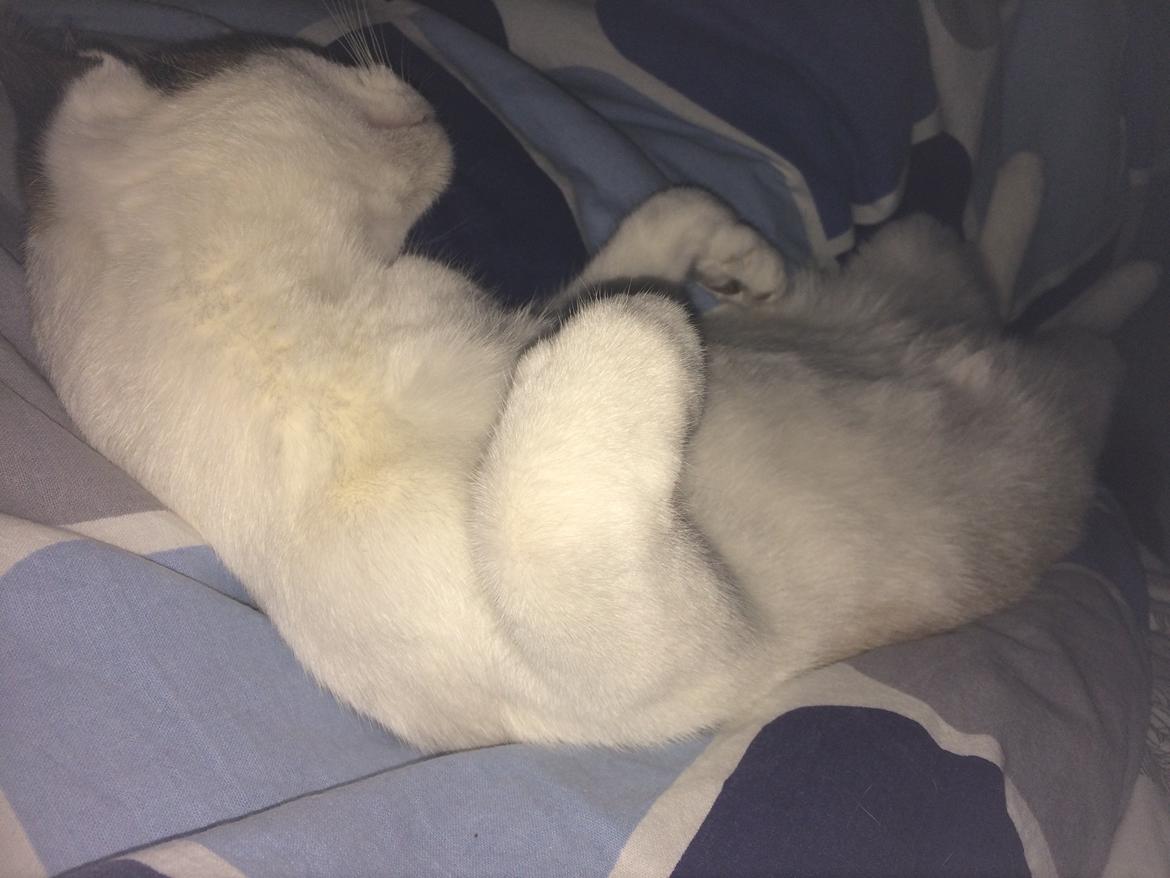 Blanding af racer Misse billede 44