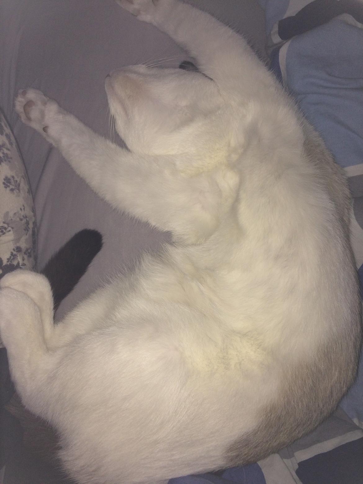 Blanding af racer Misse billede 45